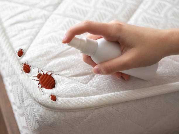 Wasp Removal Services in Twain Harte, CA