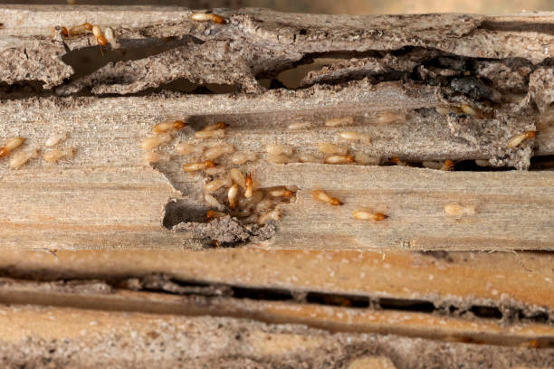 Best Pest Control Near Me in Twain Harte, CA
